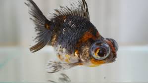 Image result for 出目金