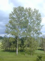 Attēlu rezultāti vaicājumam “Populus x jackii flower”