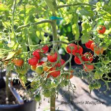 Afbeeldingsresultaat voor rose quartz tomato