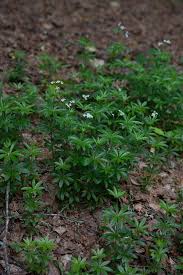 Attēlu rezultāti vaicājumam “Galium schultesii”