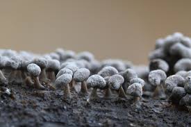 Attēlu rezultāti vaicājumam “Physarum bivalve”