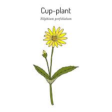 Attēlu rezultāti vaicājumam “Asteraceae”