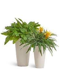 Картинки по запросу гусмания