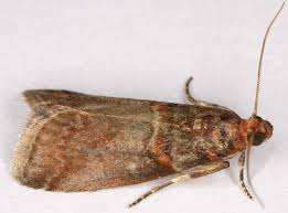 Attēlu rezultāti vaicājumam “Acrobasis advenella”