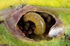 Attēlu rezultāti vaicājumam “Pontania proxima”