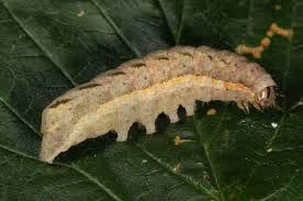 Attēlu rezultāti vaicājumam “Xestia c-nigrum”