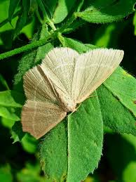 Attēlu rezultāti vaicājumam “Chlorissa viridata”