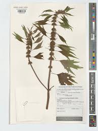 Attēlu rezultāti vaicājumam “Leonurus quinquelobatus leaf”