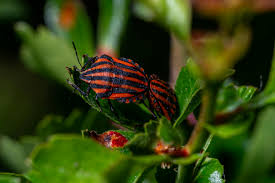 Attēlu rezultāti vaicājumam “Graphosoma lineatum”