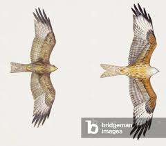 Image result for Milvus milvus