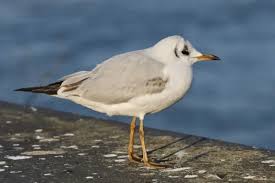 Attēlu rezultāti vaicājumam “Larus ridibundus”