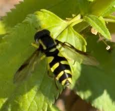 Attēlu rezultāti vaicājumam “Xanthogramma sp.”
