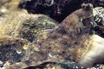Image result for Microstomus kitt