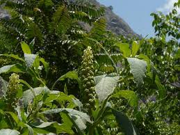Attēlu rezultāti vaicājumam “Phytolacca acinosa”
