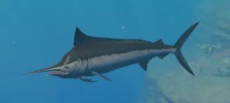 Image result for Istiompax indica