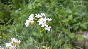 Attēlu rezultāti vaicājumam “Galium rivale leaf”