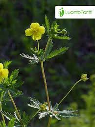 Attēlu rezultāti vaicājumam “Potentilla erecta fruit”