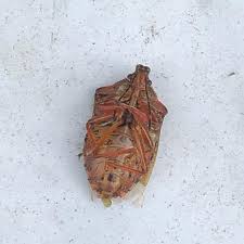 Attēlu rezultāti vaicājumam “Pinthaeus sanguinipes imago”