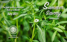 Image result for Satureja hortensis