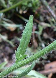 Attēlu rezultāti vaicājumam “Jasione montana leaf”