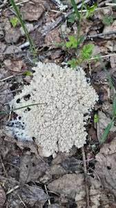 Attēlu rezultāti vaicājumam “Brefeldia maxima”