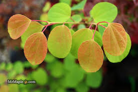Attēlu rezultāti vaicājumam “Cercidiphyllum japonicum leaf”