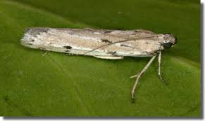 Attēlu rezultāti vaicājumam “Phycitodes binaevella”