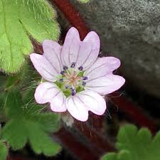 Attēlu rezultāti vaicājumam “Geranium molle flower”