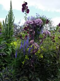 Attēlu rezultāti vaicājumam “Angelica sylvestris flower”