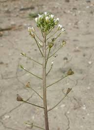 Attēlu rezultāti vaicājumam “Capsella bursa-pastoris flower”