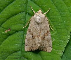 Attēlu rezultāti vaicājumam “Cosmia trapezina”