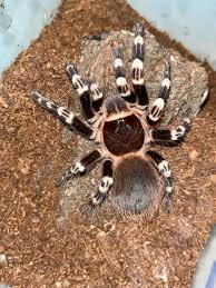 Znalezione obrazy dla zapytania geniculata