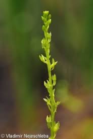 Attēlu rezultāti vaicājumam “Hammarbya paludosa leaf”