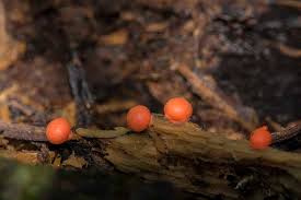 Attēlu rezultāti vaicājumam “Liceaceae”
