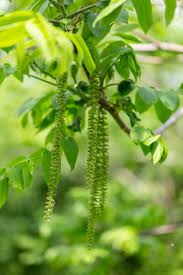 Attēlu rezultāti vaicājumam “Juglans cinerea flower”