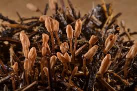 Attēlu rezultāti vaicājumam “Heyderia abietis”