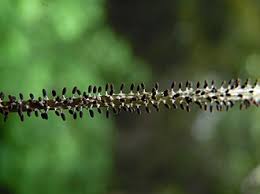 Attēlu rezultāti vaicājumam “Diachea subsessilis”