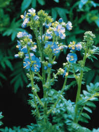 Attēlu rezultāti vaicājumam “Polemonium caeruleum fruit”