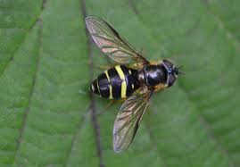 Attēlu rezultāti vaicājumam “Dasysyrphus tricinctus”