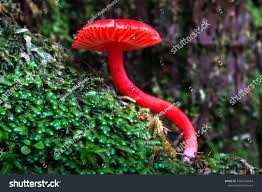 Attēlu rezultāti vaicājumam “Hygrocybe cantharellus”