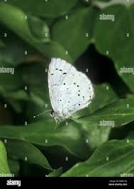 Attēlu rezultāti vaicājumam “Celastrina argiolus underside”