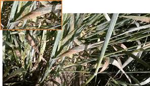 Attēlu rezultāti vaicājumam “Puccinia coronata”