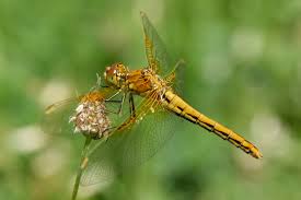 Attēlu rezultāti vaicājumam “Sympetrum flaveolum”
