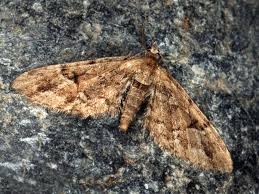 Attēlu rezultāti vaicājumam “Eupithecia lanceata”