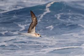 Image result for Pterodroma feae