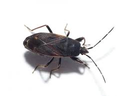 Attēlu rezultāti vaicājumam “Lygaeidae”