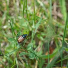 Attēlu rezultāti vaicājumam “Phyllopertha horticola imago”