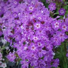 Image result for Phlox (großblumig)