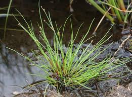 Attēlu rezultāti vaicājumam “Juncus bulbosus leaf”