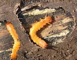 Attēlu rezultāti vaicājumam “Pyrochroidae larva”